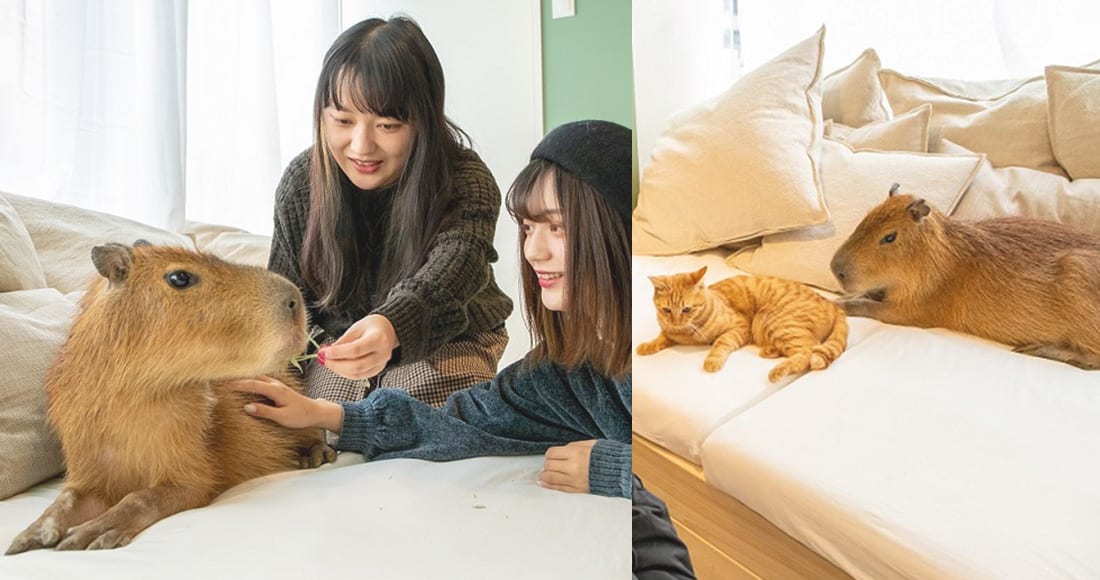 日本有眾多不同的寵物cafe，不過小編今次為大家介紹的更加特別，是水豚和貓咪共聚一室的cafe！